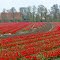 Blooming already, Tulpenfestival Flevoland 