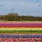 Tulips and hyacinths, Vogelenzang