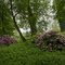 Rhododendron ponticum, omgeving kasteel Eyckenlust, Beek en Donk