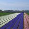 Bulb flower fields near Hillegom 