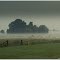 Koeien in de mist. - Cows in the fog.