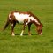 Special horse breed on the island of Texel Netherlands