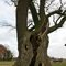 Kroezenboom op de Fleringer Es / Old oak tree of Fleringen (Netherlands) (DETAILS: SEE COMMENTS)