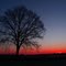 Lonely oak at sunrise