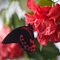 Scarlet Mormon (Papilio rumanzovia)