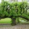 Perenboom in leivorm in Kerk-Avezaath / Old pear tree in Kerk-Avezaath (Netherlands) DETAILS: SEE COMMENTS