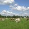 Koeien met kalfjes in de wei bij Laag Soeren (Trudi)