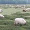 Sheep at the Balloerveld, NP Drentsche Aa