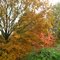 Herfstkleuren - Autumn colors