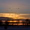 Ducks flying south agains the sunset near Hoeven, Netherlands