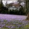 *Now all Crocuses are full in Bloom!
