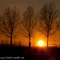 The trees..., at sunset.  <<  Spotterplaats, IJweg >> 