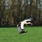 Ooievaar - White stork - Ciconia ciconia