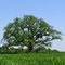 Vorden - Reuzeneik (omtrek 690cm) - Giant oak (circumference 690cm)