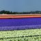 Έκρηξη χρωμάτων στα χωράφια της Ολλανδίας, A magic carpet of colours