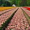 Tulip flowerfields - 1. May  Colours - Εgmond - Holland - By Chio.S