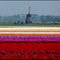 Tulip fields near Egmond - This is Holland - By Stathis Chionidis