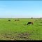 Polder Achthoven, Leiderdorp, the Netherlands (panorama)