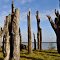 Field of stone trees along the river Maas near Stevensweert, Netherlands