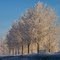 Winter Trees with Hoarfrost