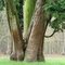 Reuzenlevensboom (Thuja plicata)