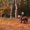 A ride in the autumn forest.