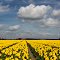 Field yellow tulips