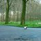 A duck on the road near Oudenbosch