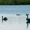 Swans on the Volkerak