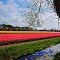 field of tulips&joy