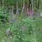 Field of  nice wild flowers (Digitalis purpurea )  at Regte Heide , Goirle , The Netherlands June 2014