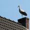 Stork at chimney in IJhorst