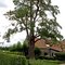 Oude Perenboom te Weert / Old Pear tree in Weert (Netherlands) (DETAILS: SEE COMMENTS)