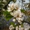 Pyrus Rosaceae (Pear Blossom) - Acquoy, the Netherlands