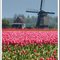 Tulips and windmills 
