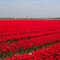 Tulips near Voorhout