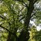 Eiken ‘Adam & Eva’ op Landgoed Stoutenburg (Leusden) / Old oaks ‘Adam & Eve’ of Stoutenburg (Leusden) DETAILS: SEE COMMENTS