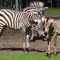 Zebra mother with baby