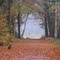 The Netherlands, Autumn in forest, den Treek