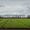 Farmland, De Rips, The Netherlands
