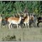 Group of Fallow Deer at Plantage Willem III