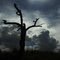 death tree with clouds