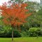 Maassluis - Prunus in Autumnal colours