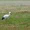 Ze zijn er weer, de ooievaars! White Stork (Ciconia ciconia)