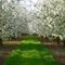 a lane of cherry blossom in full bloom
