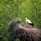 Meppel, new born baby stork!!! (enlarge please) <<2011 May contest>>