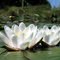 Water_lily