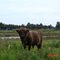 Schotse hooglander stier bij Hardenberg (Trudi)