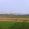 Flock of birds near Fort Sabina, Willemstad