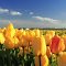 Spring in the Netherlands. Field of yellow tulips